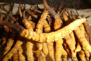१७ किलो यार्सागुम्बासहित एक पक्राउ