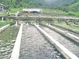 माछापालनका लागि ५० वटा पोखरी बनाउँदै नगरपालिका