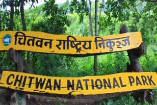 निकुञ्जमा घाँसे मैदान व्यवस्थापन हुँदै